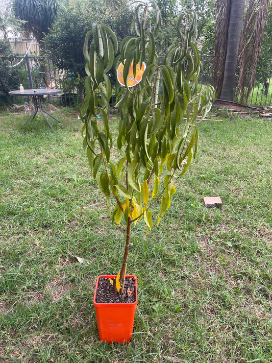 Dwarf peach Golden Queen (stone fruit)