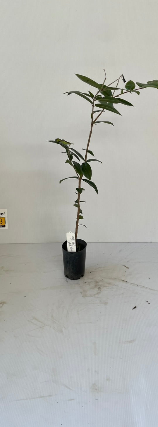 Dwarf yellow jaboticaba Seedling (tropical fruits)