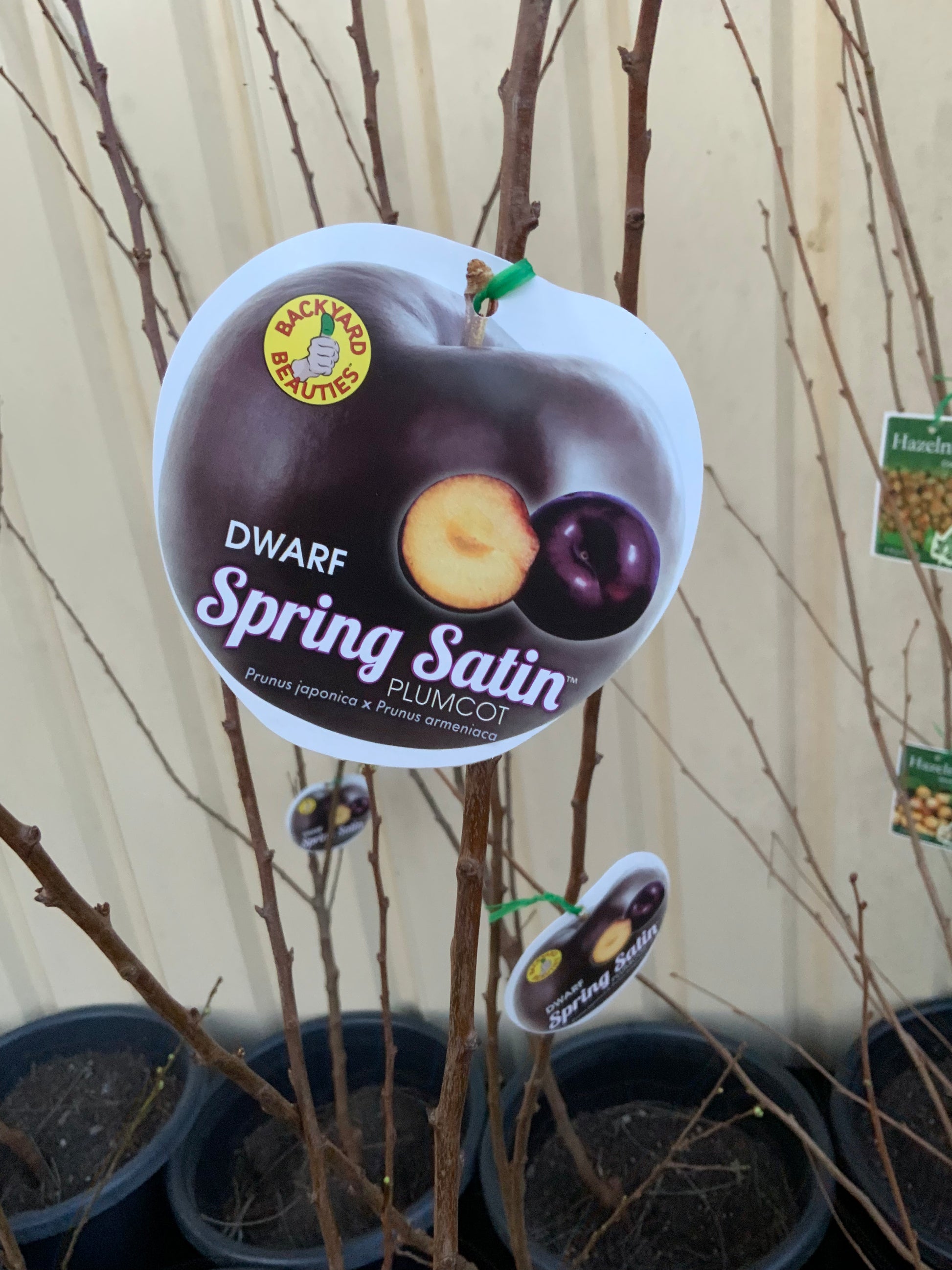 Dwarf Novelty plumcot Spring satin(stone fruit)