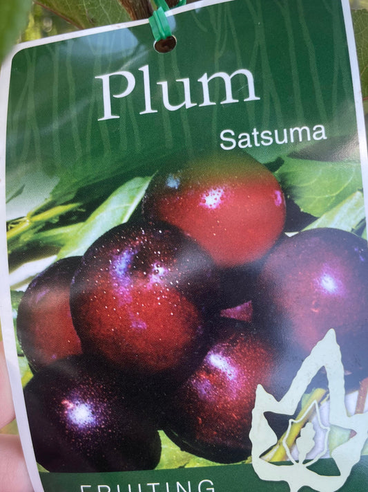 Plum Satsuma (stone fruit)