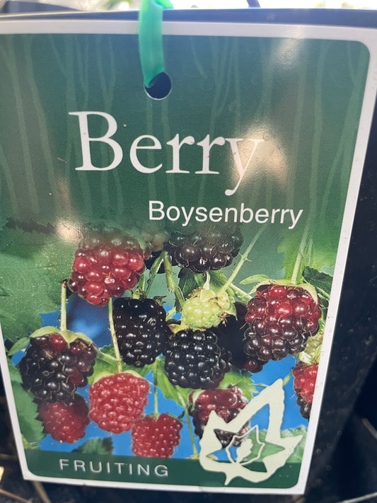 Boysenberry(berry)