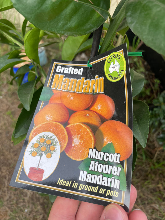 Murcott Afourer Mandarins (citrus)