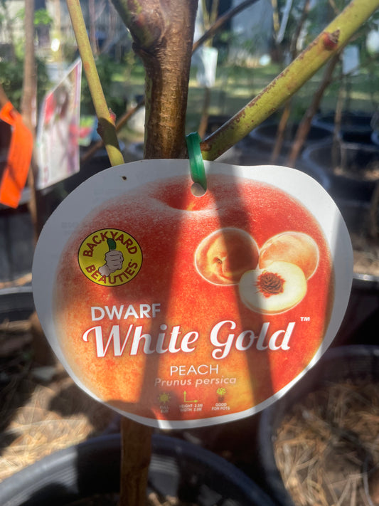 Dwarf peach white Gold (stone fruit)