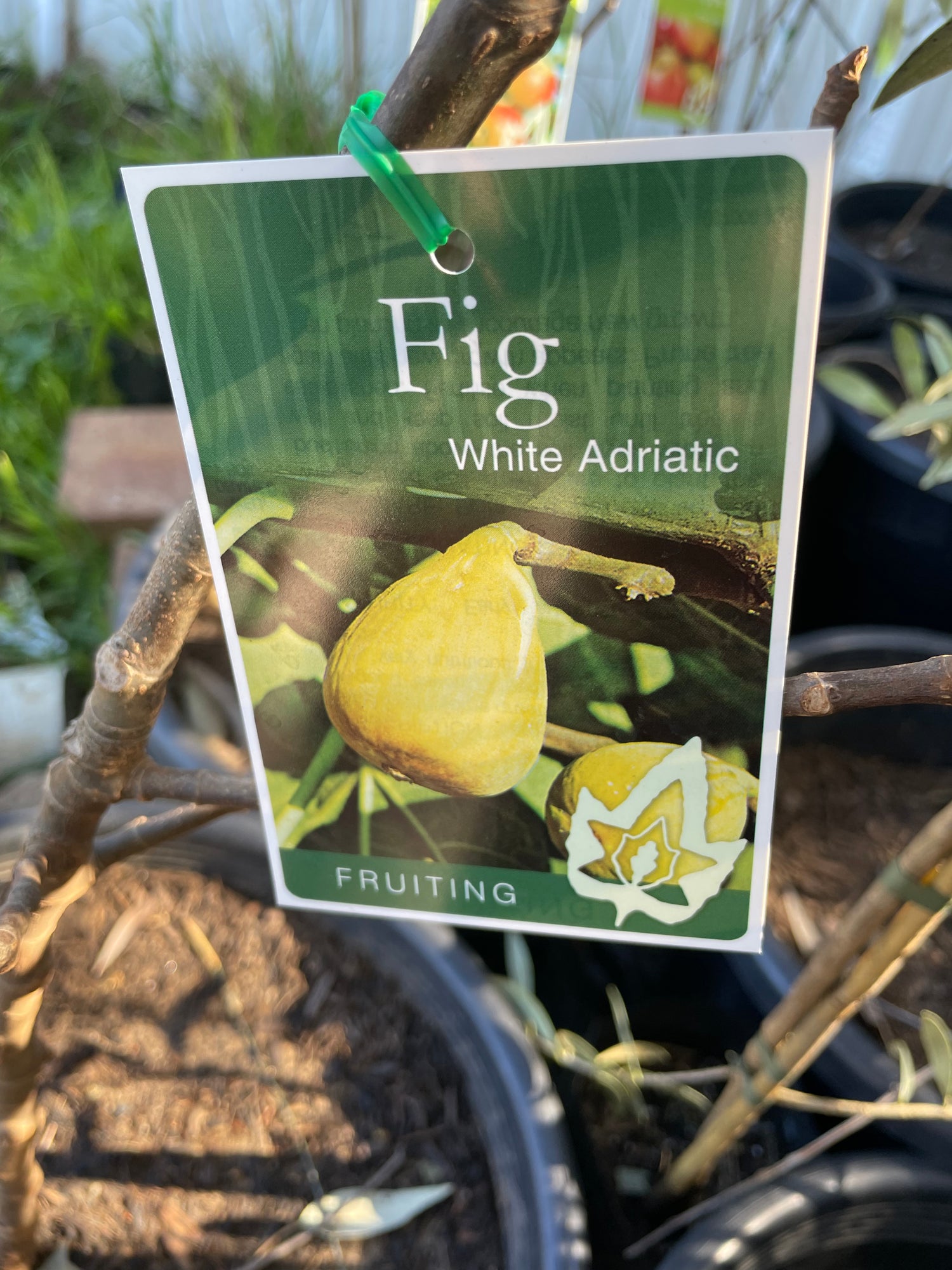 Fig white Adriatic