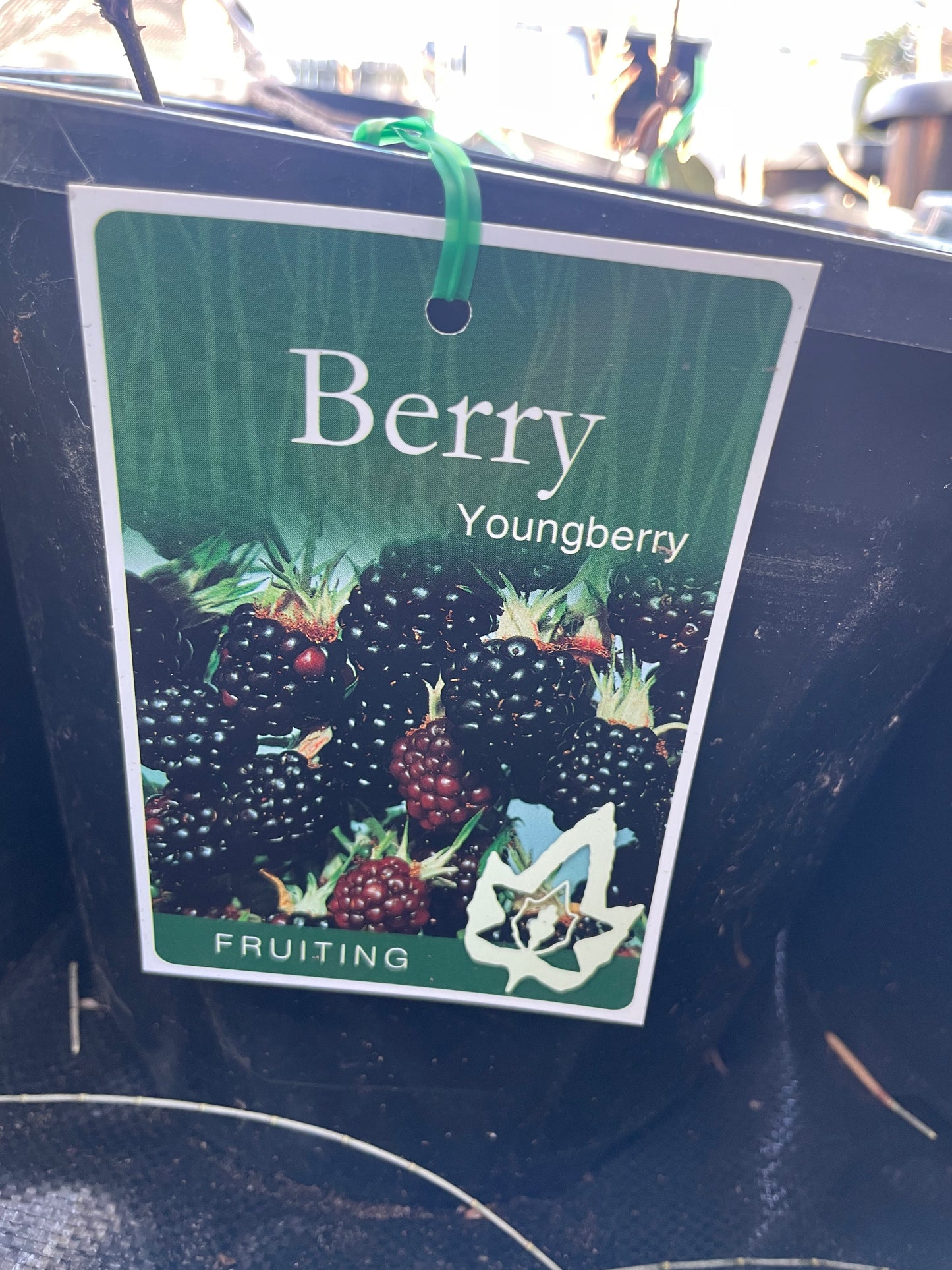 Youngberry (berry)