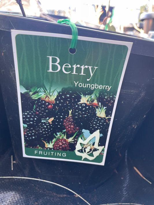 Youngberry (berry)