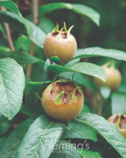 Dutch medlar tree (Bare-Rooted)