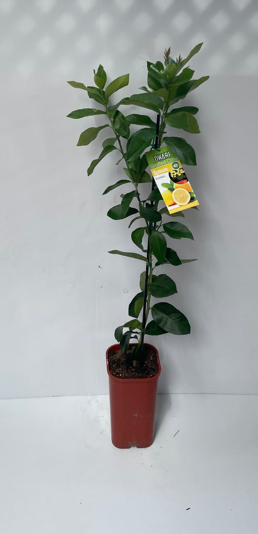 Dwarf Eureka Lemon