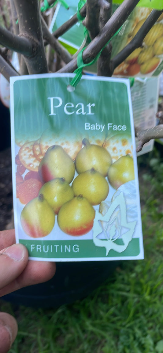 Baby Face Pear tree (Bare-Rooted)