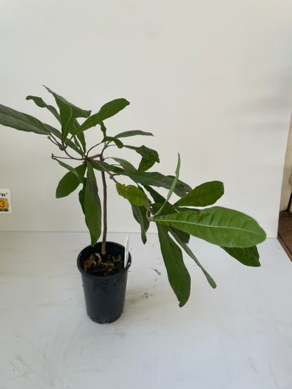 Large Miracle fruit tree 5 years old