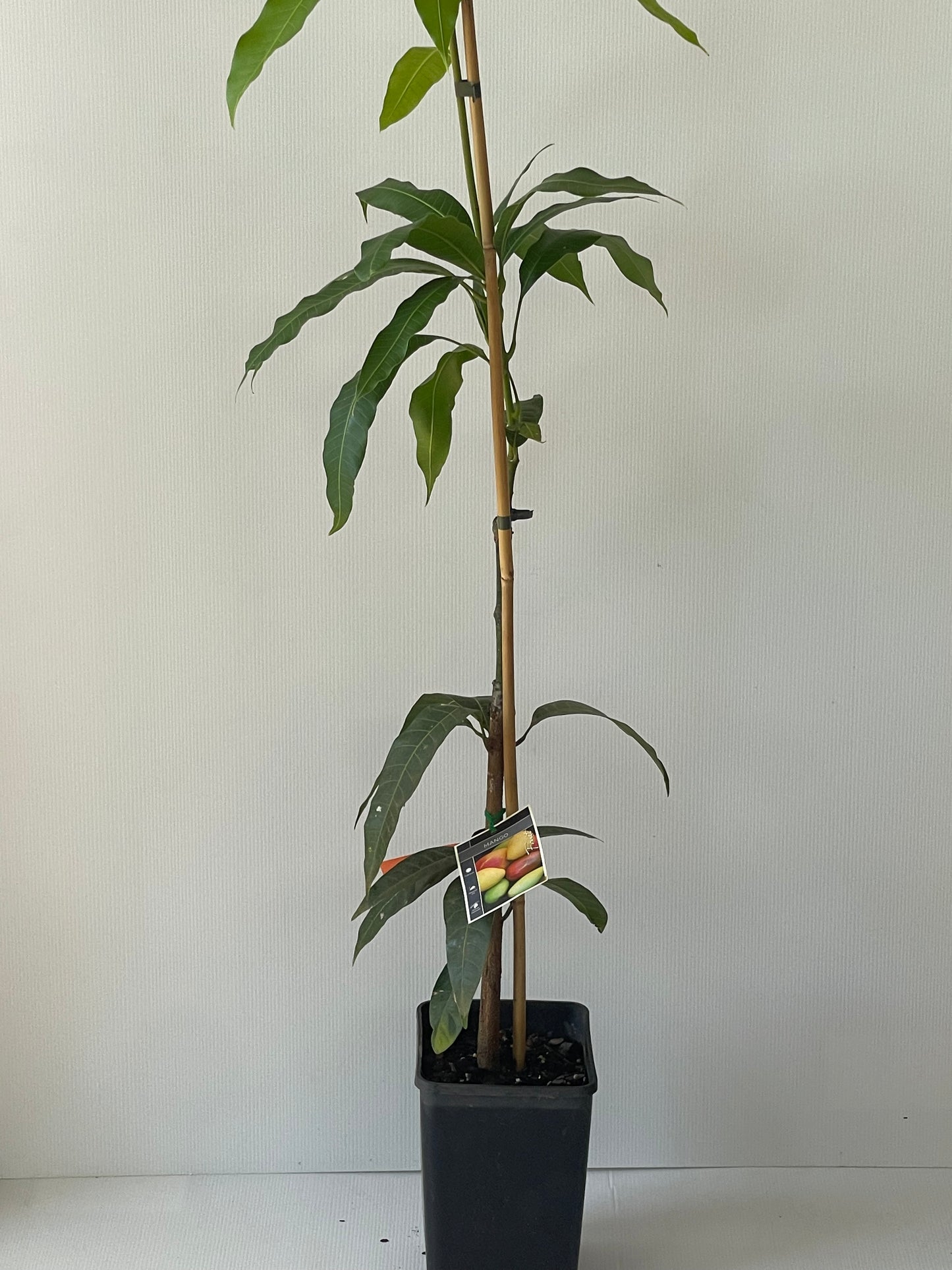 Dwarf King thai mangoes 4L (tropical trees)