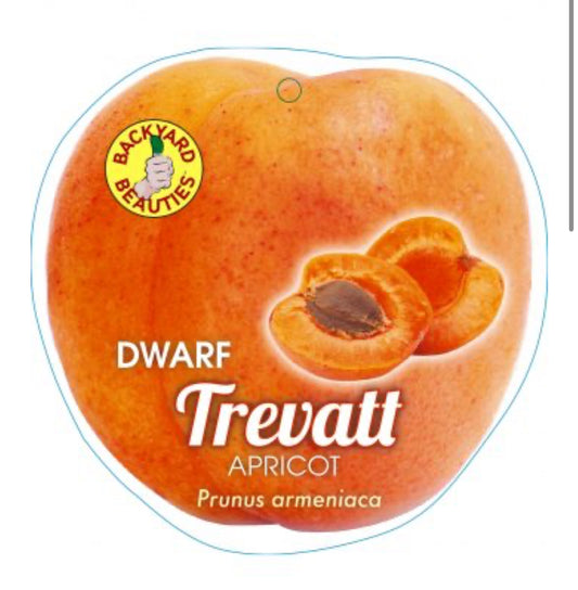 Dwarf Apricot Trevatt [Bare rooted]