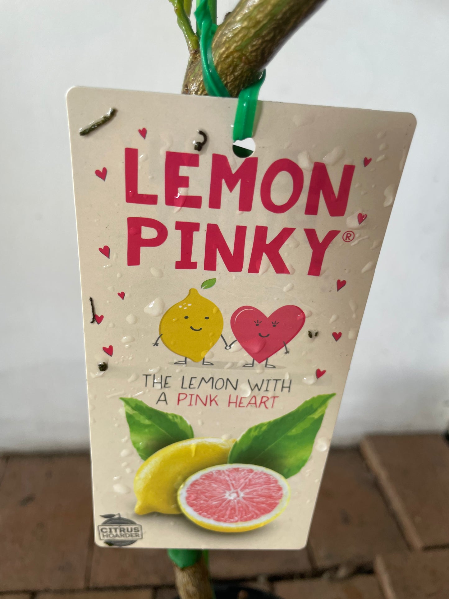 Variegated Pinky lemon tree [Citrus]