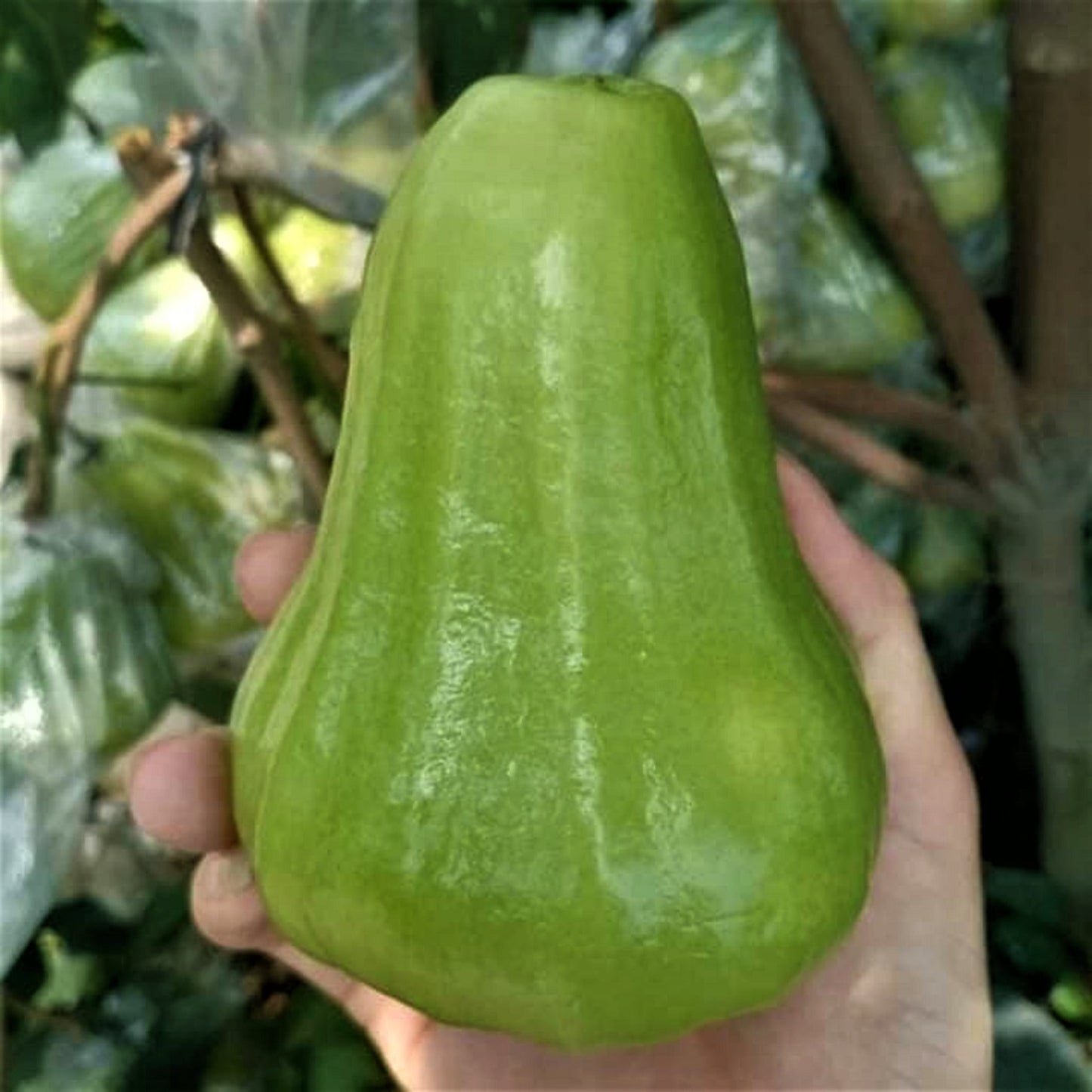 Giants green Seedless green wax Apple (Tropical Trees)
