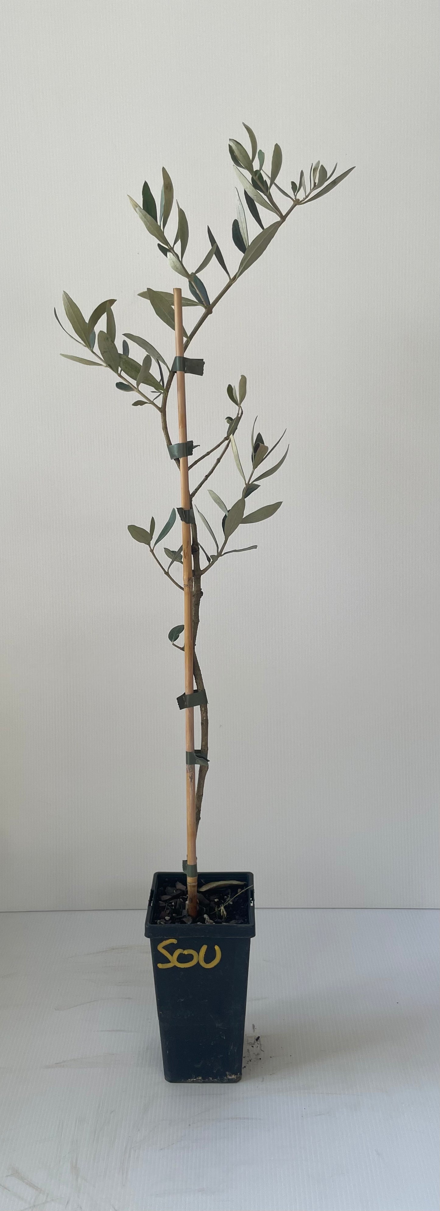 olive Suroi