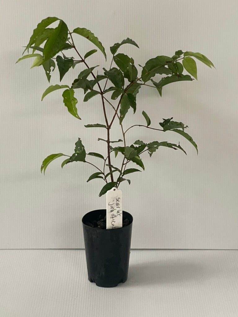 Dwarf Scarlet Jaboticaba (Tropical fruit)