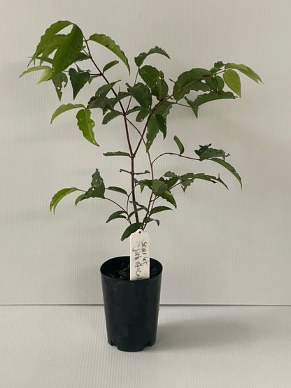 Dwarf Scarlet Jaboticaba (Tropical fruit)