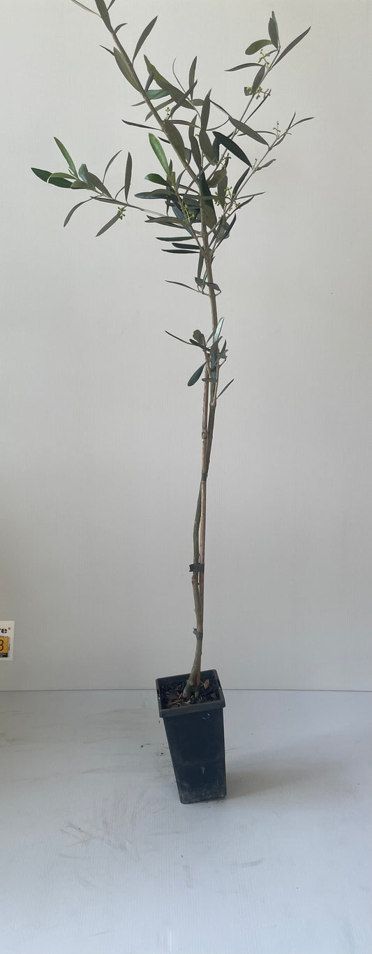 olive coratina (olive trees)