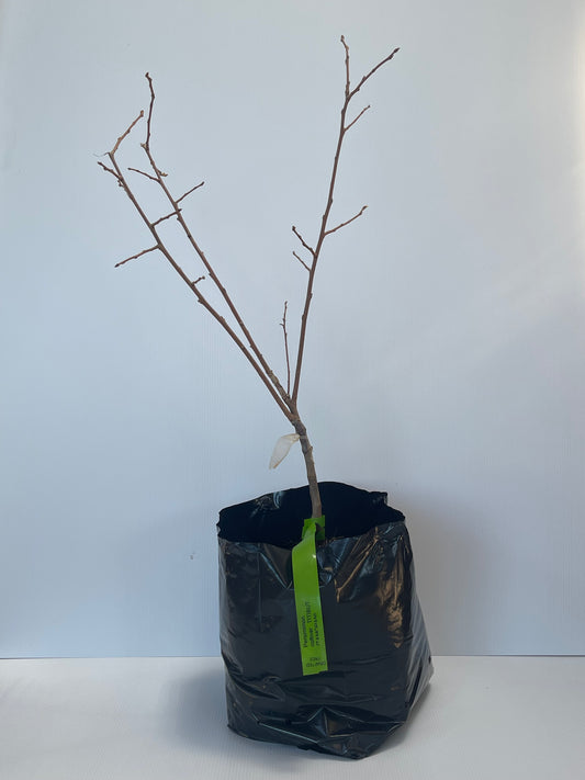 Persimmon Cultivar Titibut Tamopan