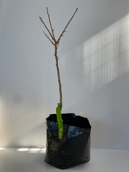 Persimmon Cultivar Tonewase