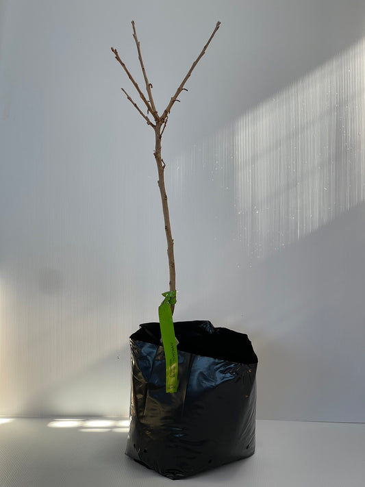 Persimmon Cultivar Tonewase