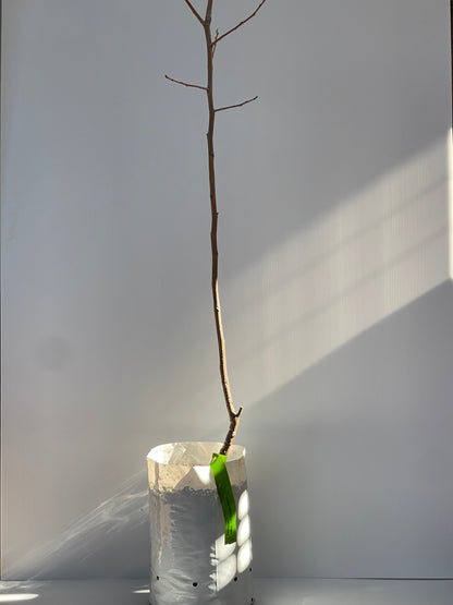 Persimmon cultivar Fuyu Shuvancy