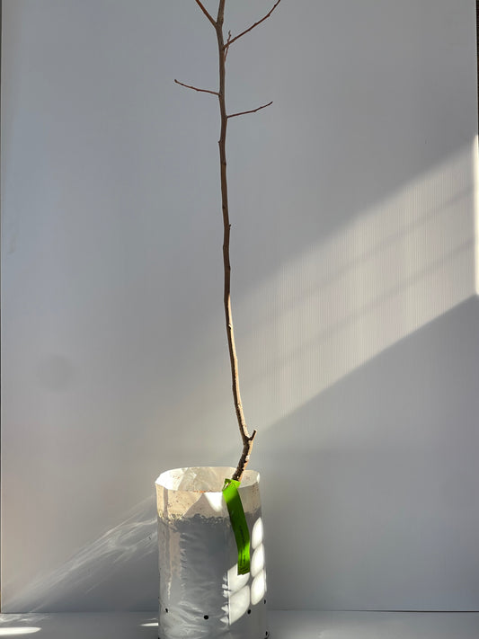 Persimmon cultivar Fuyu Shuvancy