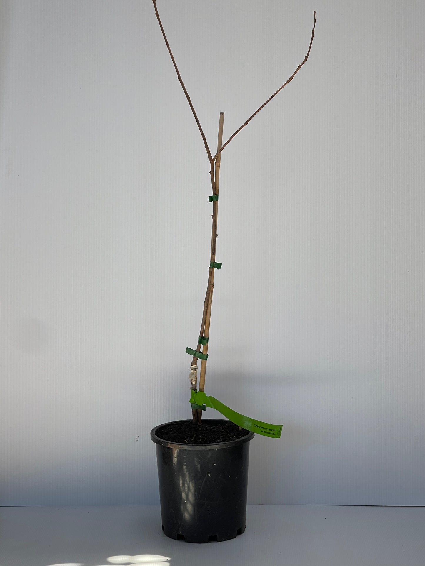 Persimmon Cultivar Ichiki Kei