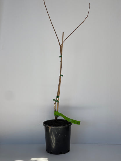 Persimmon Cultivar Ichiki Kei