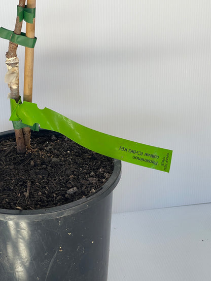 Persimmon Cultivar Ichiki Kei
