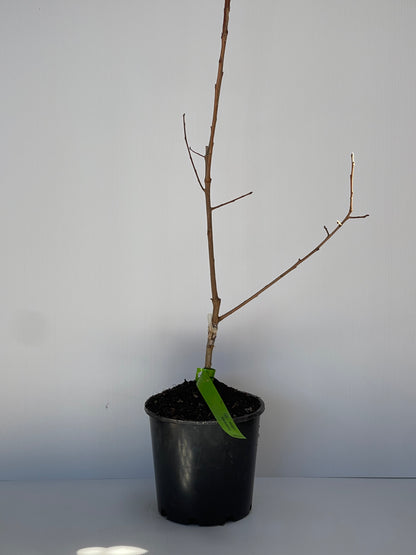 Persimmon Cultivar Izu