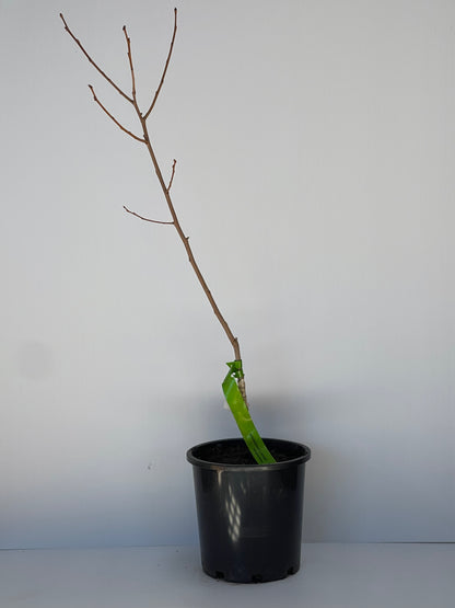 Persimmon Cultivar Tananashi
