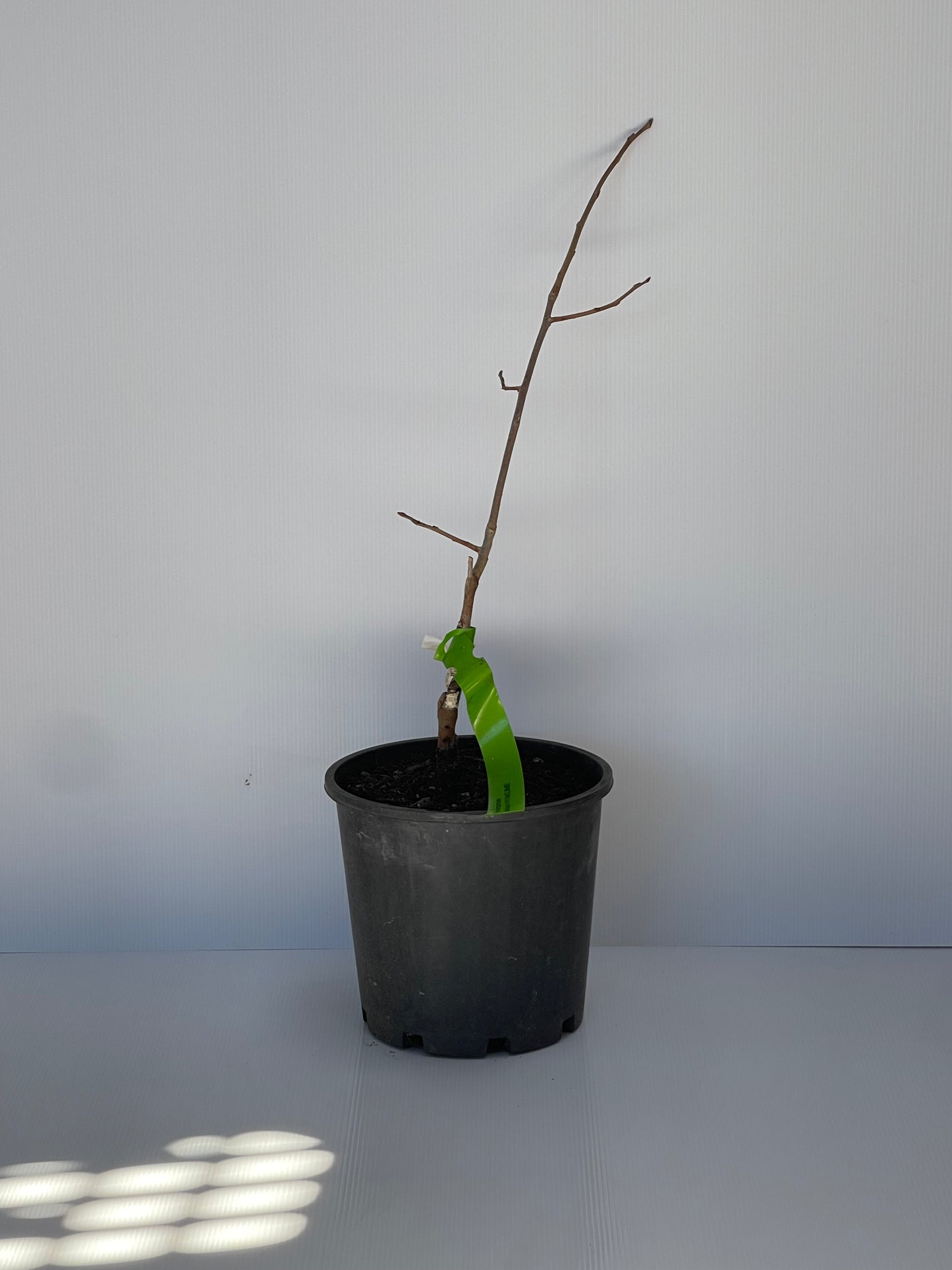 Persimmon Cultivar Hyakume