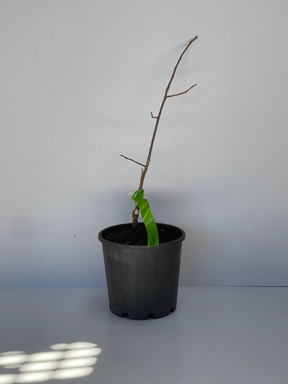 Persimmon Cultivar Hyakume