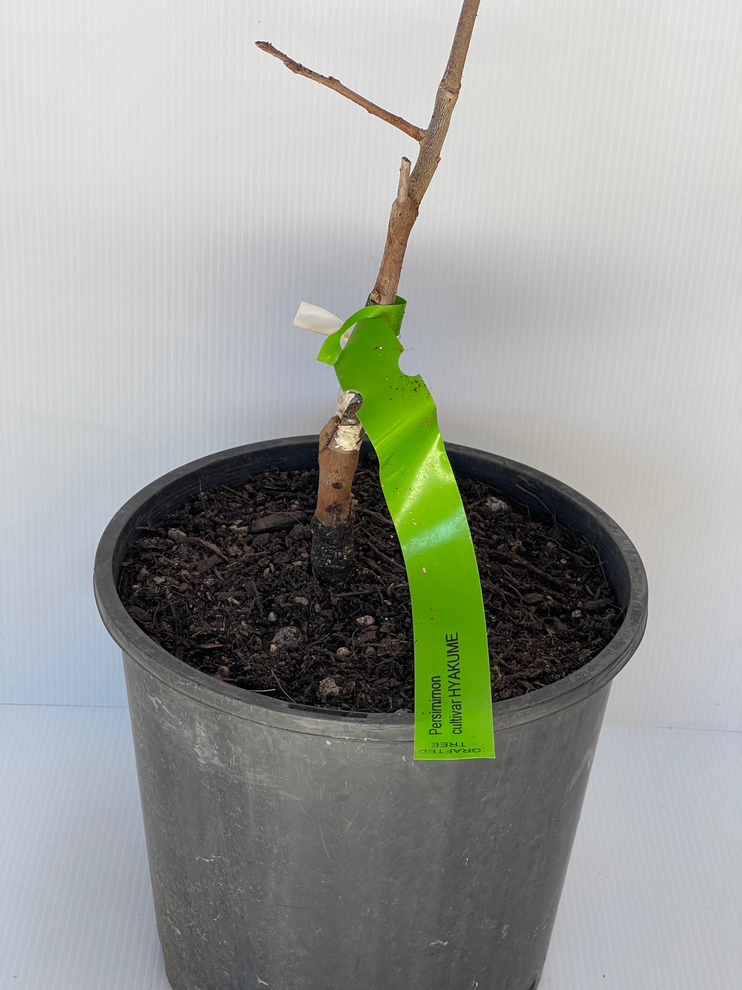 Persimmon Cultivar Hyakume