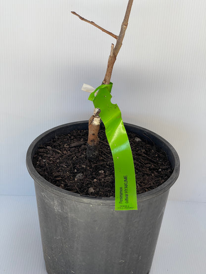 Persimmon Cultivar Hyakume