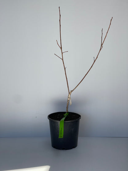 Persimmon Cultivar Saruga