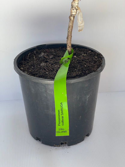 Persimmon Cultivar Saruga