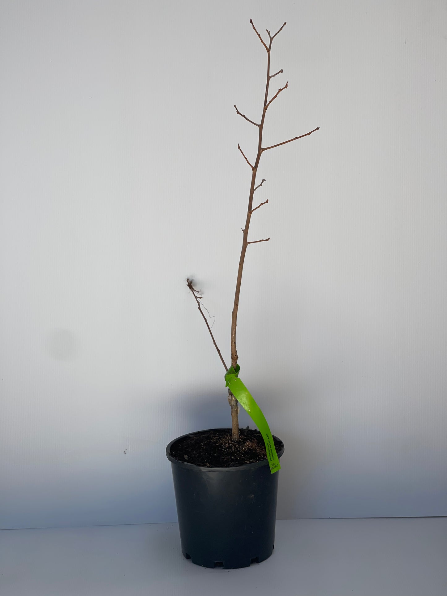 Persimmon Cultivar Akayaki