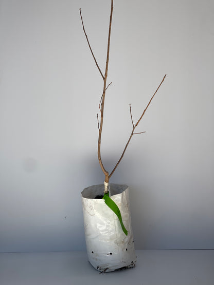 Persimmon Cultivar Striped Nightingale