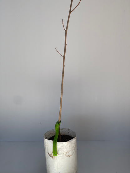 Persimmon Cultivar Large Vanilla