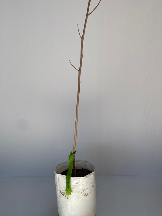 Persimmon Cultivar Large Vanilla