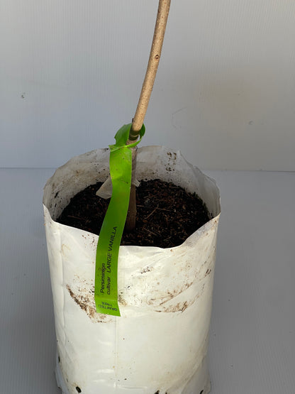 Persimmon Cultivar Large Vanilla