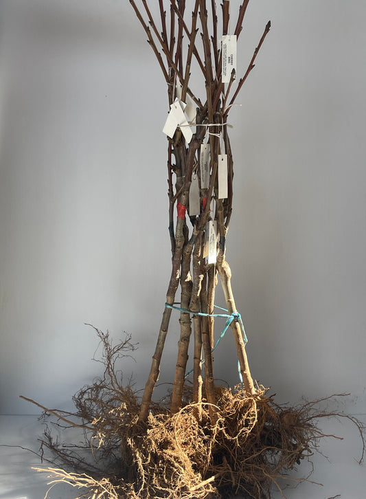 2 Way Cherry Bing and Cherry Sunburst Early Bare-Rooted Tree