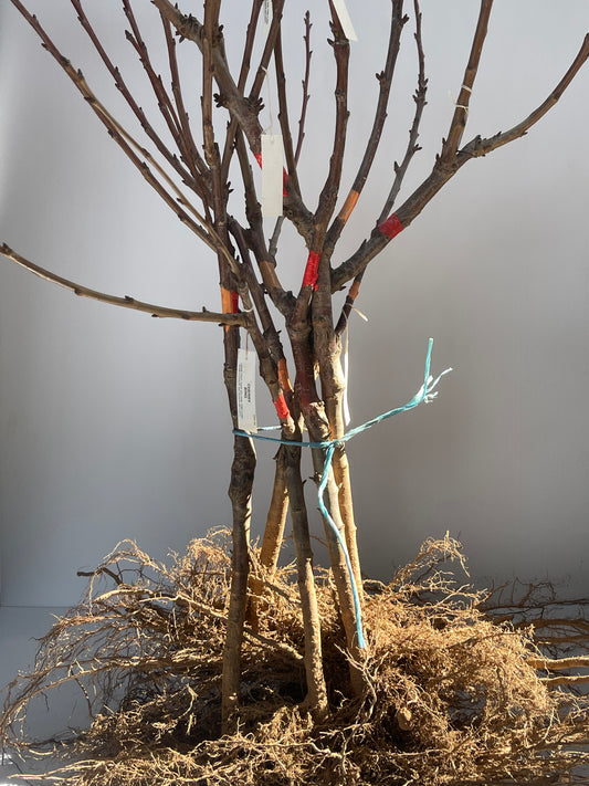 2 Way Cherry Bing and Cherry Stella Bare-Rooted Tree