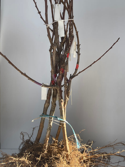 2 Way Cherry Bing and Cherry Simone Bare-Rooted Tree
