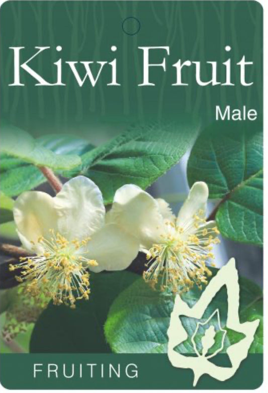 Kiwi Fruit Male