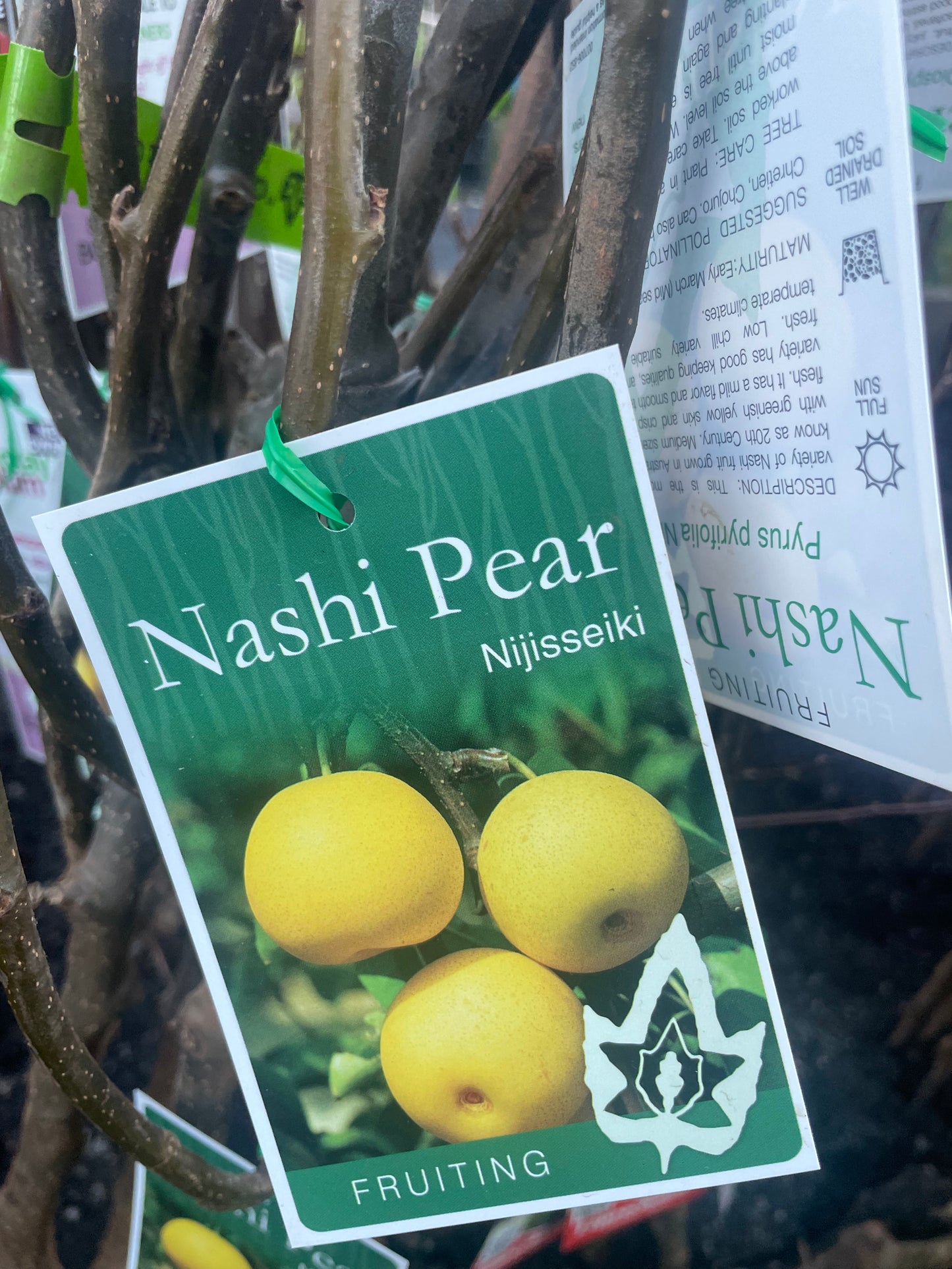 Nijisseiki Nashi Pear Tree (Bare-Rooted)