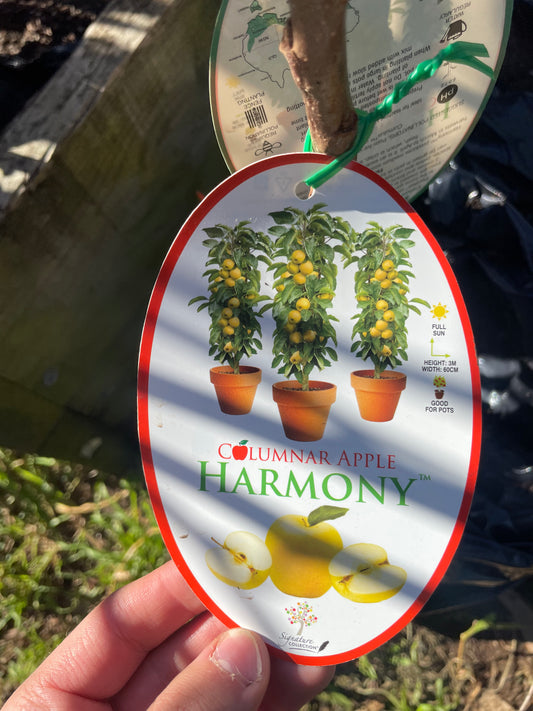 Columnar Apple Harmony (Bare rooted)