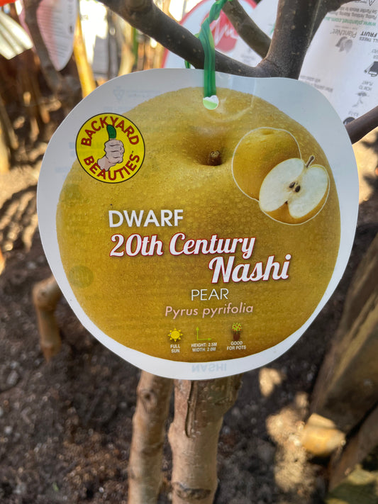 Dwarf Nashi Pear 20th Century Nashi  pear (Bare-Rooted)